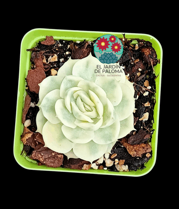 Echeveria Onslow variegata (importación)