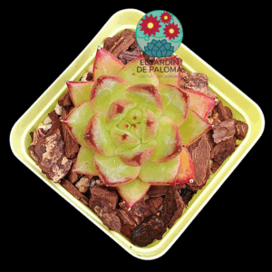 Echeveria Daredevil (importación)