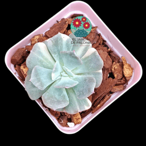 Echeveria Cubic fros variegata (importación)