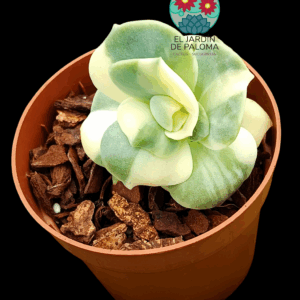 Graptoveria Lovely rose variegata (importación)