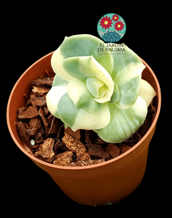 Graptoveria Lovely rose variegata (importación)