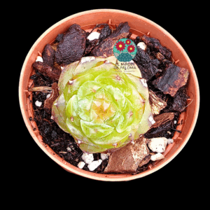 Echeveria Daiquiri (importación, maceta pequeña)