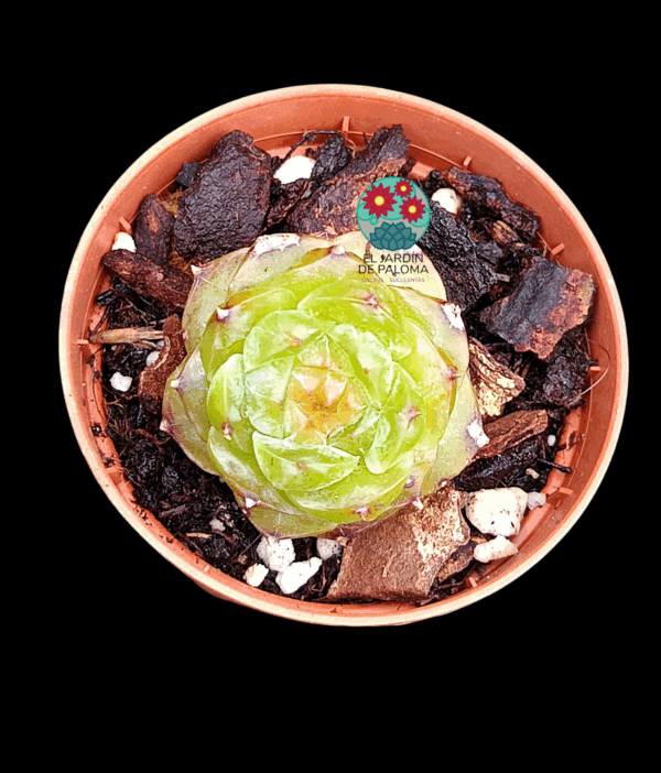 Echeveria Daiquiri (importación, maceta pequeña)