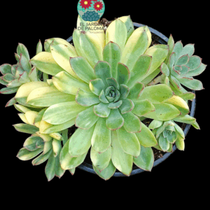Echeveria Pulidonis yellow variegata (es grande y de importación)