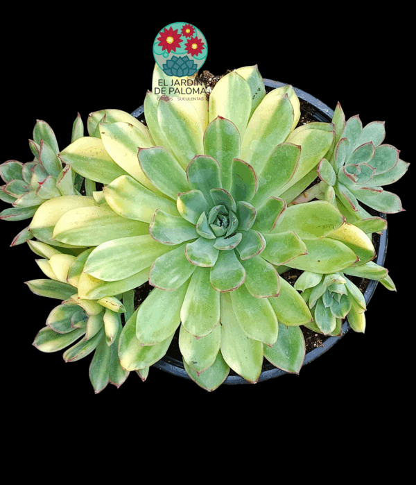 Echeveria Pulidonis yellow variegata (es grande y de importación)