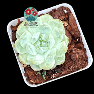 Echeveria Meteor (importación, se pondrá más intensa de color)