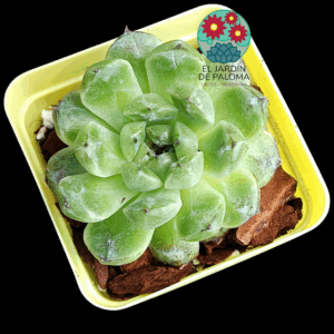Echeveria "Black bean "(importación)