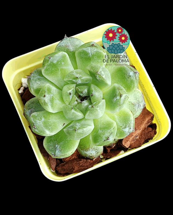 Echeveria "Black bean "(importación)