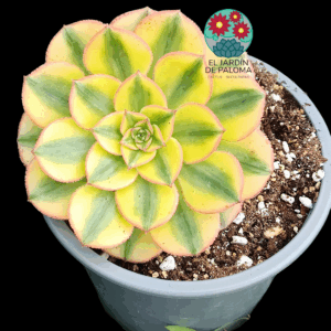 Aeonium Sun God variegata con hijuelo (importación)