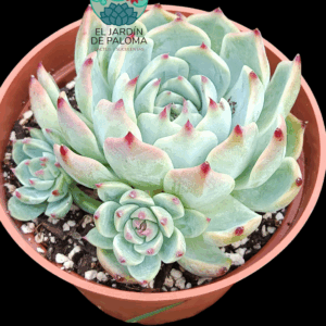 Echeveria Chihuahuensis hijuelos (maceta grande)