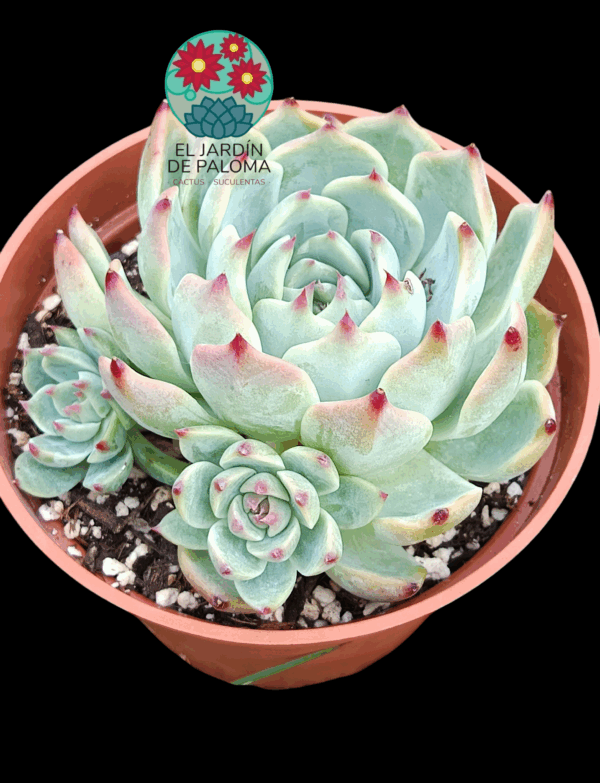 Echeveria Chihuahuensis hijuelos (maceta grande)