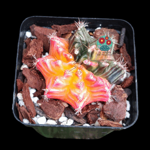 Gymnocalcyum mihanovichii variegata