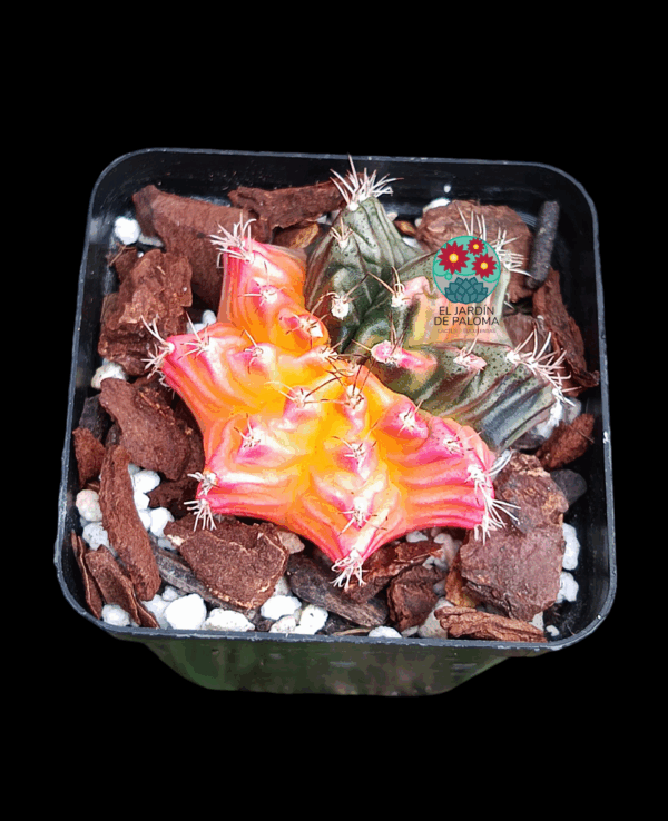 Gymnocalcyum mihanovichii variegata
