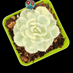 Echeveria Onslow variegata (importación)