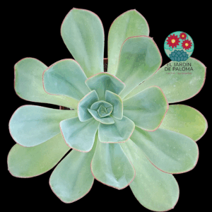 Echeveria "Green pacific (muy grande)