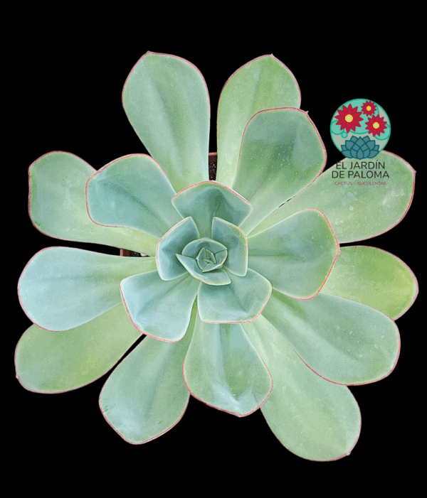 Echeveria "Green pacific (muy grande)