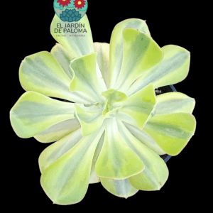 Echeveria Sunset peony variegata (es grande)