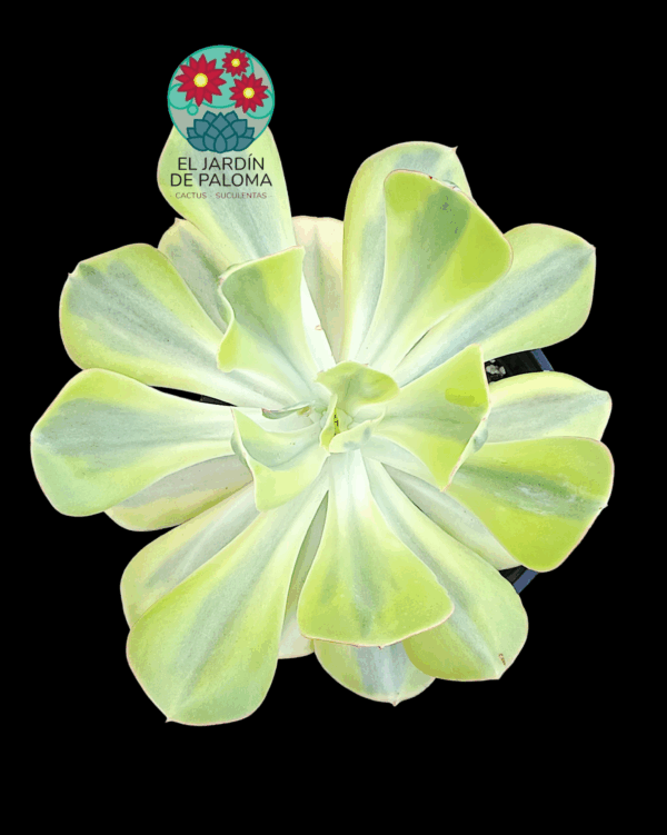 Echeveria Sunset peony variegata (es grande)