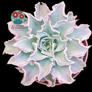Echeveria Madiba (maceta grande)