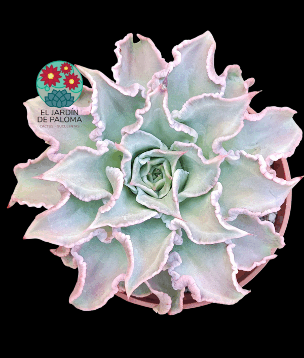 Echeveria Madiba (maceta grande)