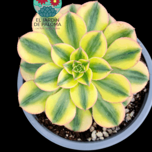 Aeonium Sun God variegata con hijuelo (importación)