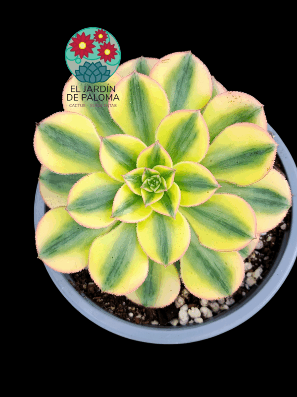 Aeonium Sun God variegata con hijuelo (importación)