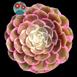 Aeonium Evening banquet variegata (importación, es grande)