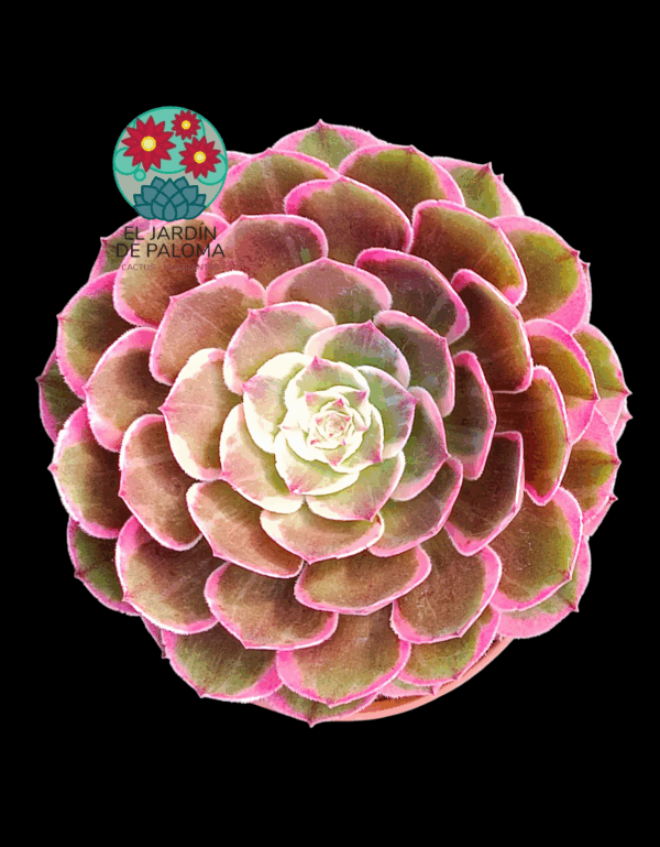 Aeonium Evening banquet variegata (importación, es grande)