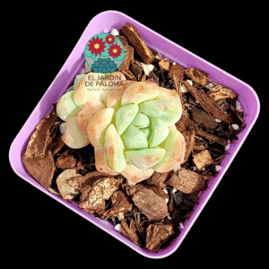 Echeveria Toffe (importación)