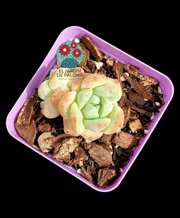 Echeveria Toffe (importación)