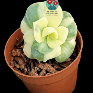 Graptoveria Lovely rose variegata (importación)