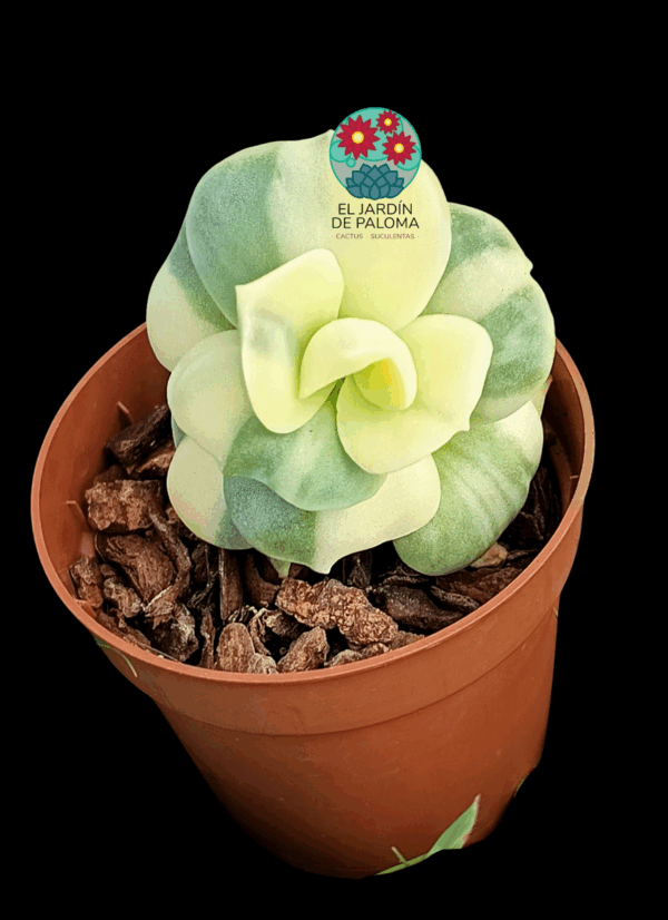 Graptoveria Lovely rose variegata (importación)