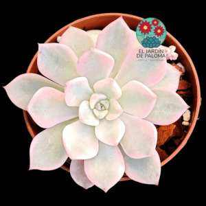 Graptoveria Pretty in pink variegata (importación)
