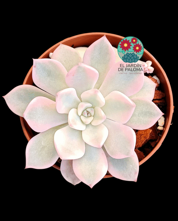Graptoveria Pretty in pink variegata (importación)