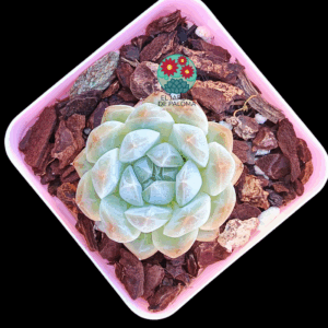 Echeveria Meteor (importación)
