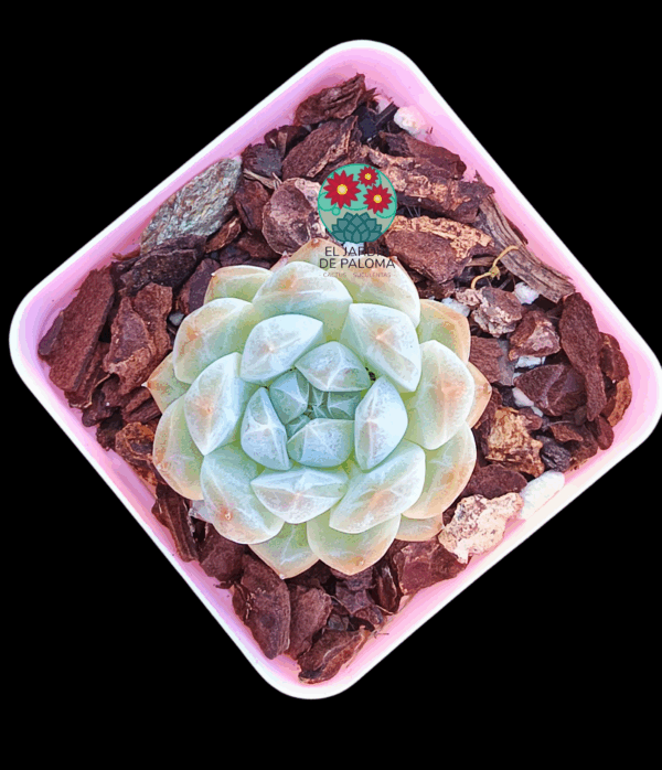 Echeveria Meteor (importación)