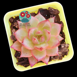 Echeveria Daredevil (importación)