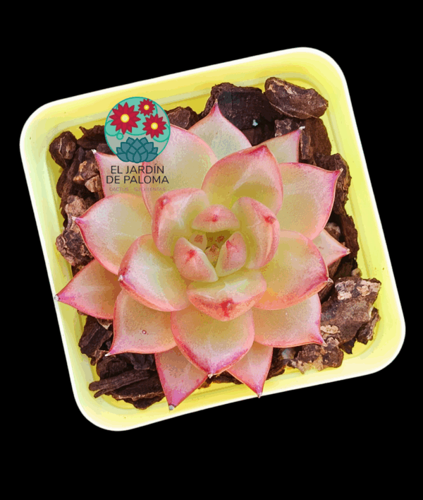Echeveria Daredevil (importación)