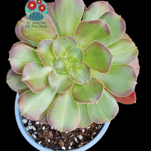 Aeonium Blushing beauty variegata importación (tiene muchos hijos y es grande)