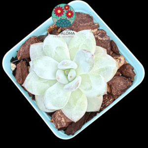 Echeveria Star snow (importación)