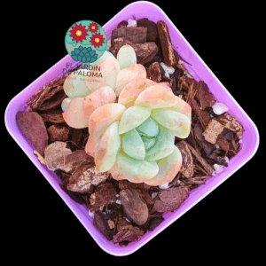 Echeveria Toffe (importación)