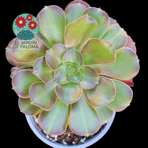 Aeonium Blushing beauty variegata importación (tiene muchos hijos y es grande)