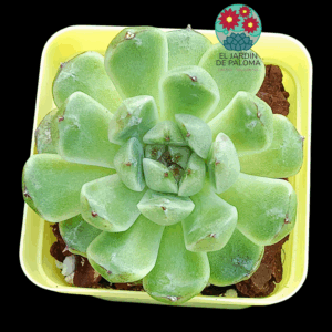Echeveria "Black bean "(importación)