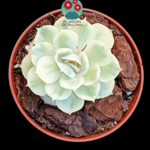 Echeveria Onslow variegata (importación)