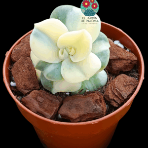 Graptoveria Lovely rose variegata (importación)