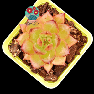 Echeveria Lovebird (importación)