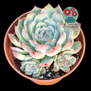 Echeveria Chihuahuensis hijuelos (maceta grande)