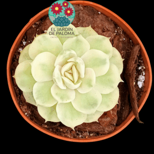 Echeveria Onslow variegata (importación)