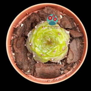 Echeveria Daiquiri (importación, maceta pequeña)