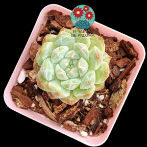 Echeveria Meteor (importación)